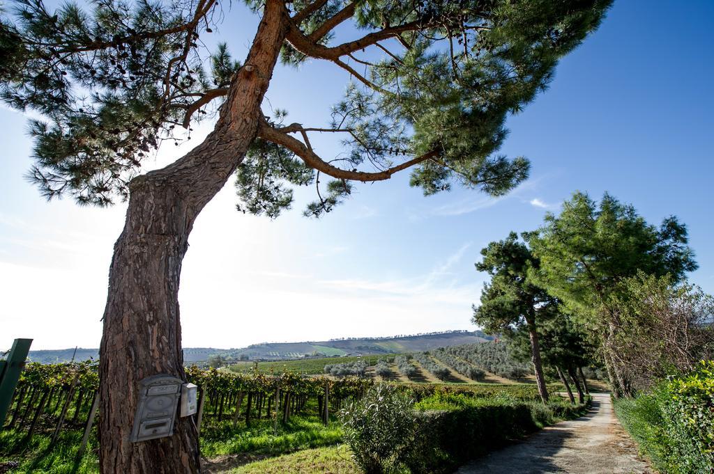 Masseria Del Vino Βίλα Loreto Aprutino Εξωτερικό φωτογραφία