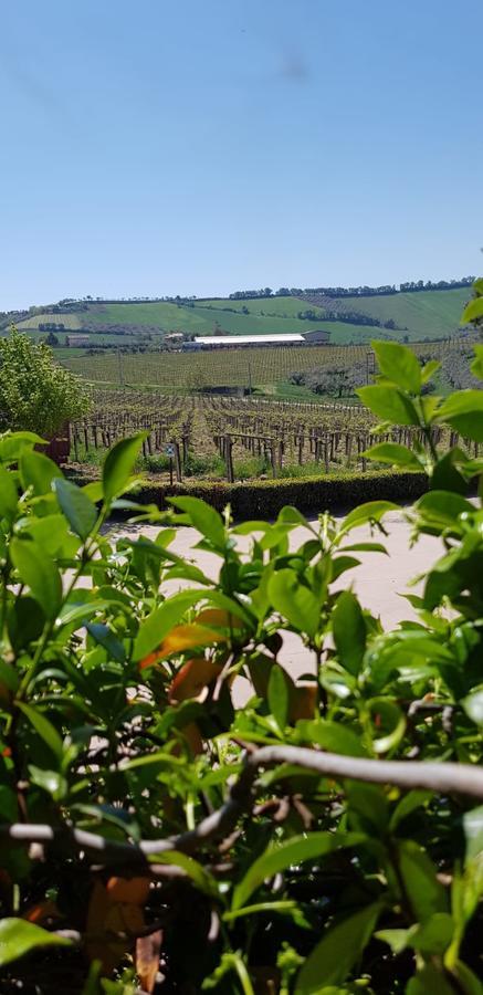 Masseria Del Vino Βίλα Loreto Aprutino Εξωτερικό φωτογραφία